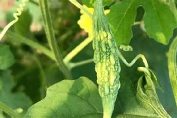 丝瓜放什么肥料才能开花结果