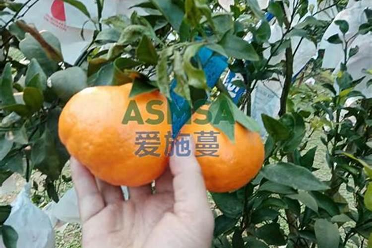 柑橘保花保果用什么药好