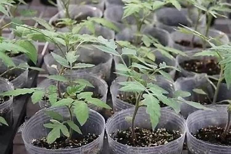 板栗的高产种植技术