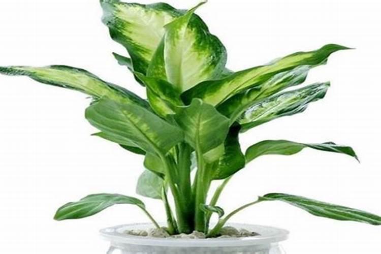 万年青怎么施肥