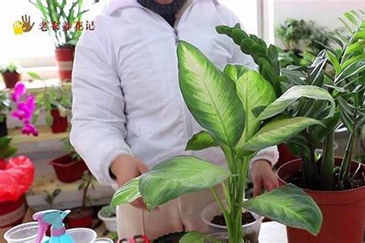 万年青怎么施肥