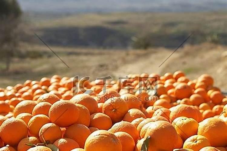 把橙子切开埋进土里会发生什么