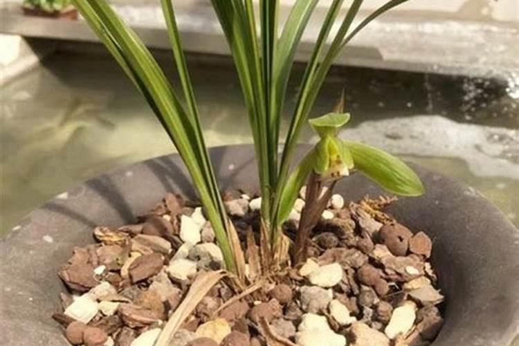 兰花用什么肥料最好