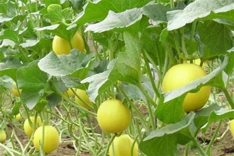 鉴别矿源黄腐酸钾真假需要注意什么？