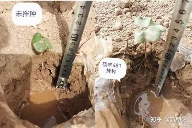 小麦用芸苔素拌种用量是多少 拌种后多久播种合适