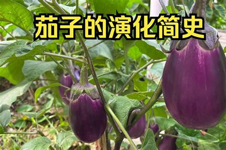 使用什么大量元素茄子叶小？