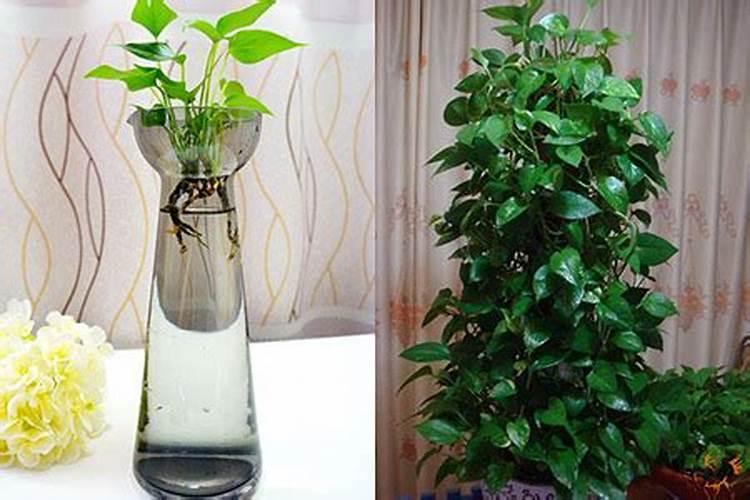 绿萝多久施一次肥(施肥用什么肥最好)