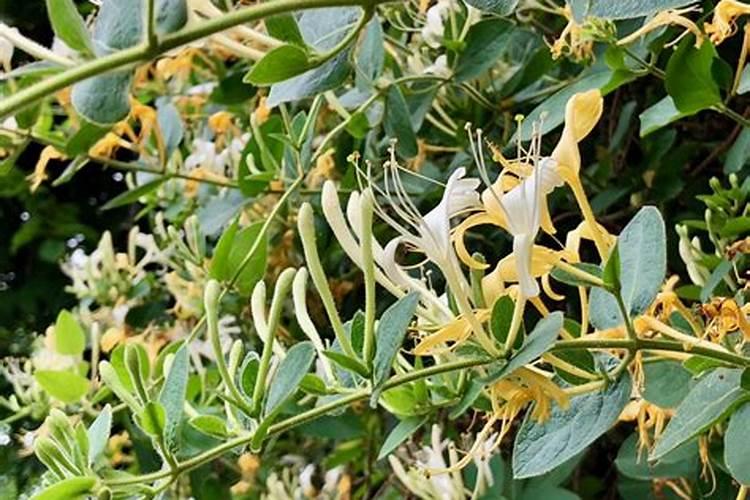 金银花树什么时候浇肥使树干长粗