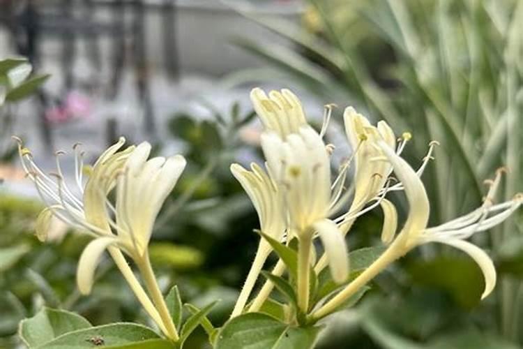 树形金银花该怎么施肥？