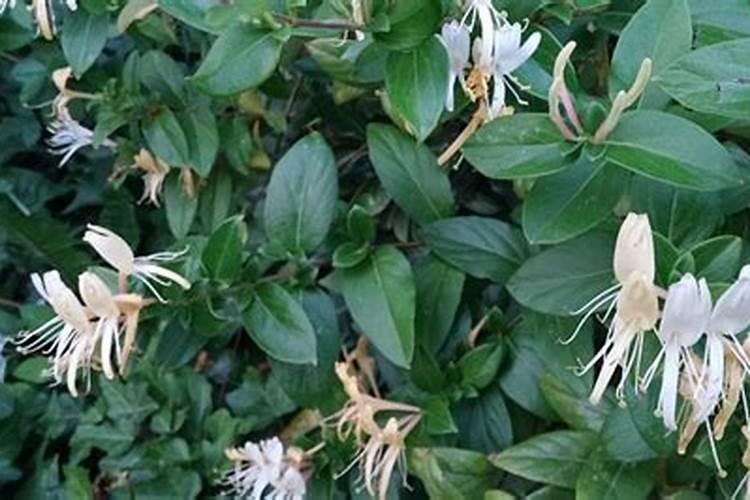 种植金银花四季该如何施肥？