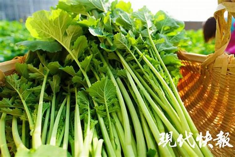 怎么判断月季是否肥害