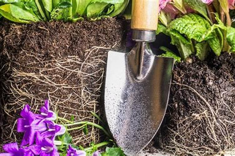 月季肥害的典型症状