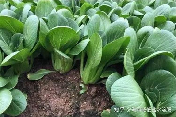 杉树什么月份施肥最合适