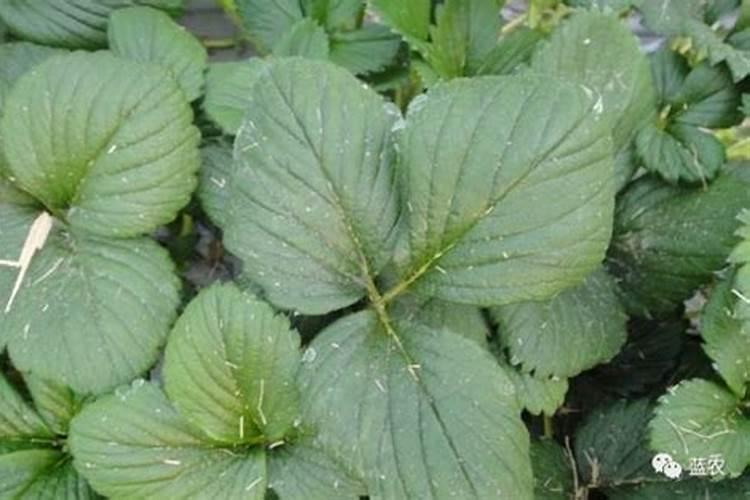 月季修剪后要施肥吗？