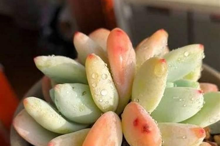 多肉植物可以施氮肥吗