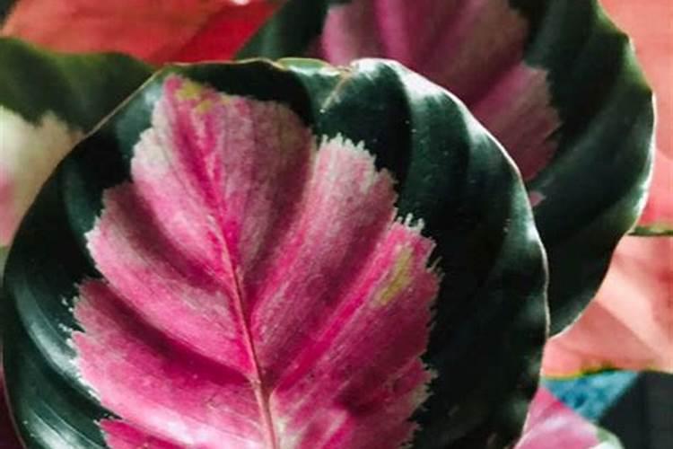 紫背竹芋怎么养