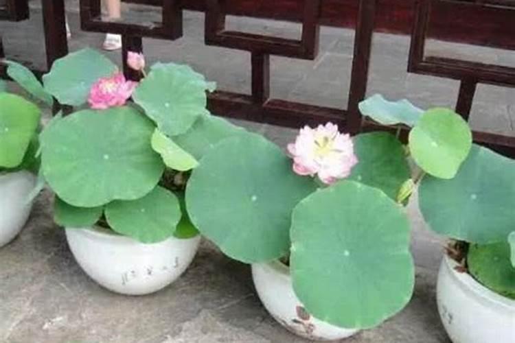 碗莲施钾肥的正确方法