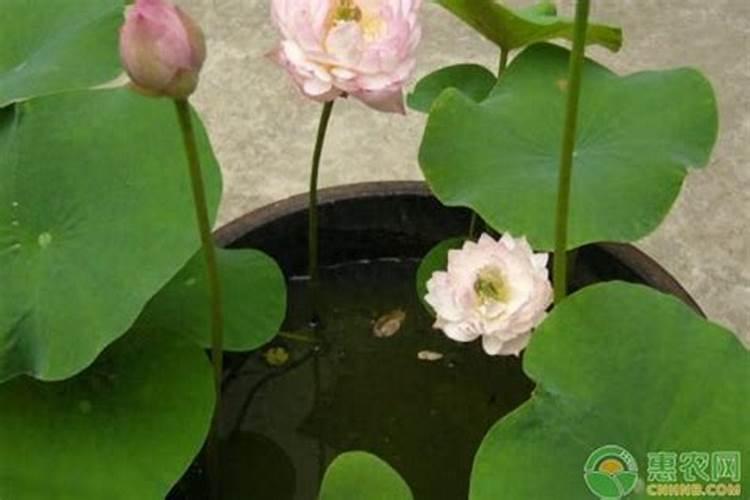 碗莲开花施什么肥