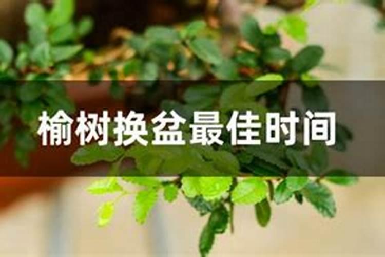 小麦年后追什么肥料好