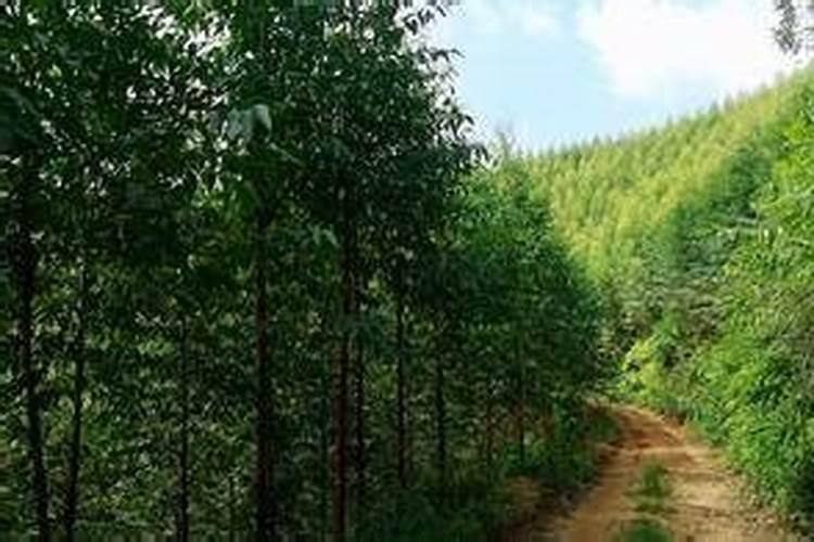 桉树肥哪家好？