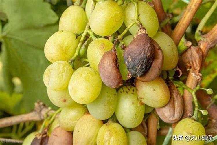 葡萄叶子是黄色的,是什么原因？用什么药可以改善？