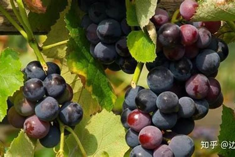 葡萄缺锌症状及防治方法