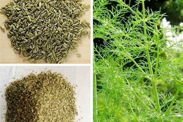 大棚茴香种植方法 茴香种植方法是什么