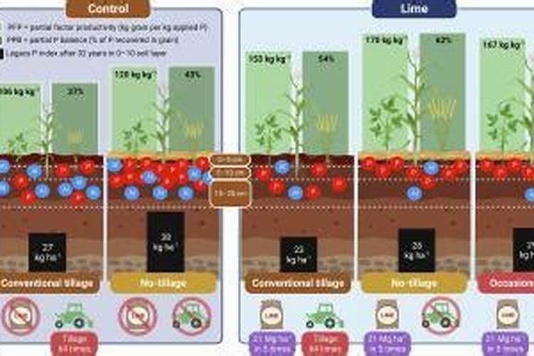 磷肥对植物的作用与功效