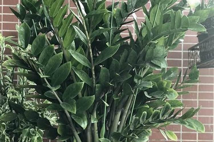 为什么要禁止使用硝态氮肥