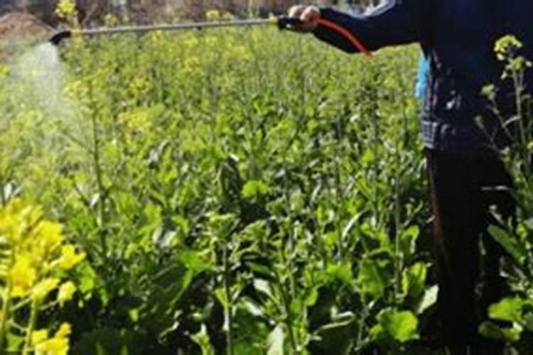 种植兰花用什么植料最好用