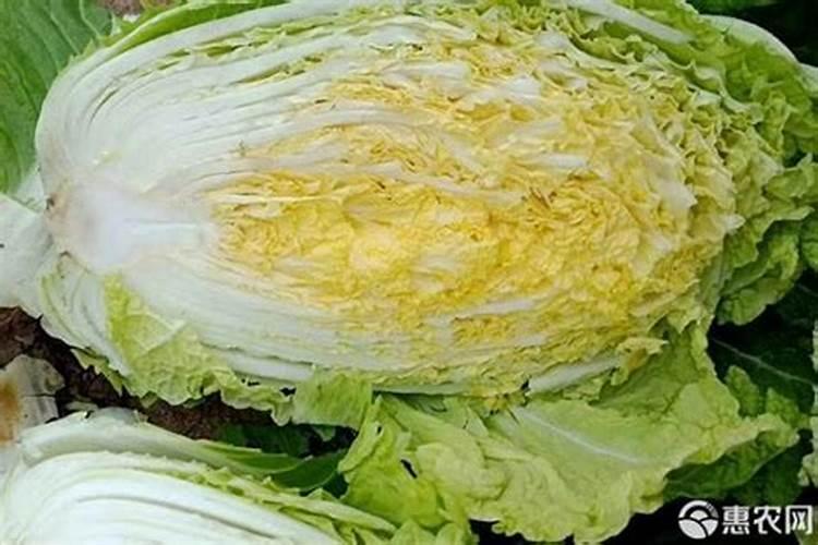 刚移栽的花需要浇水吗