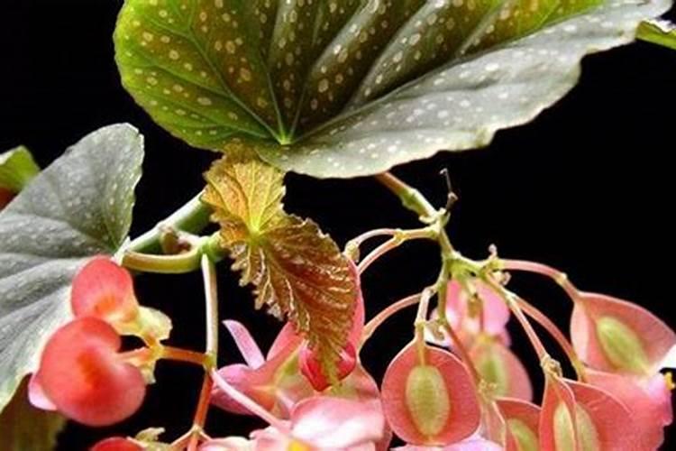 竹节海棠怎么施肥