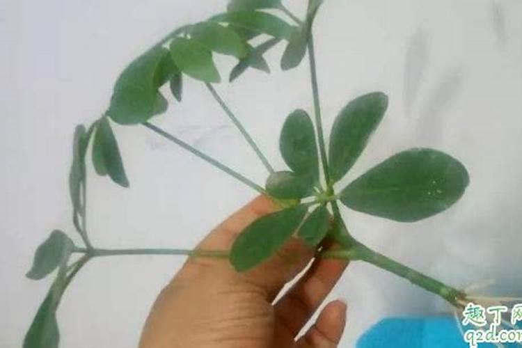 移栽的映山红需要什么肥料？