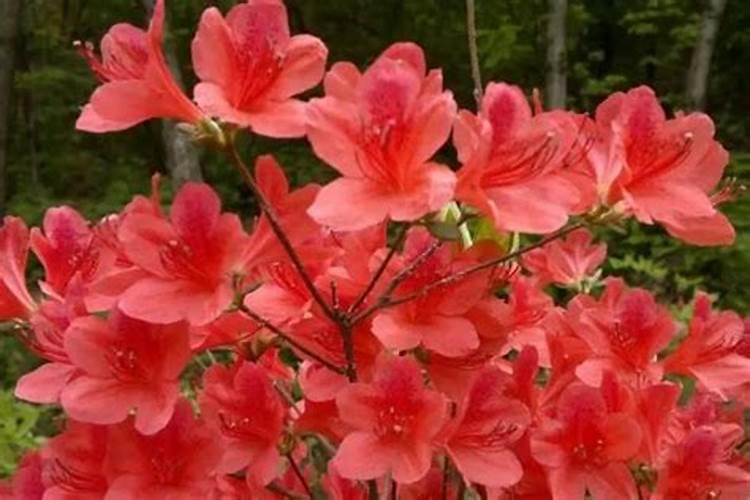 移栽的映山红需要什么肥料？