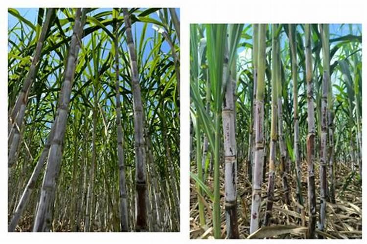 甘蔗七月份施什么肥好