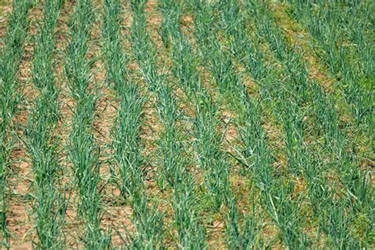 磷酸二氢钾能和中量微肥混用吗