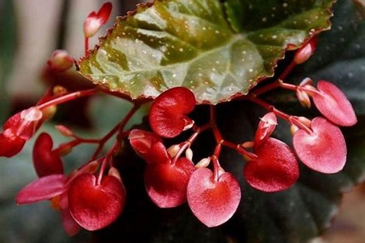 竹节秋海棠怎么多开花 竹节秋海棠的养殖方法