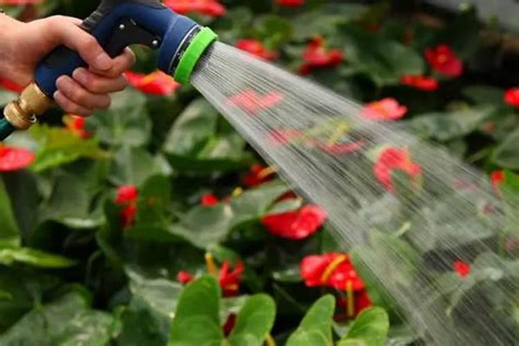 二铵和复合肥哪个肥效好