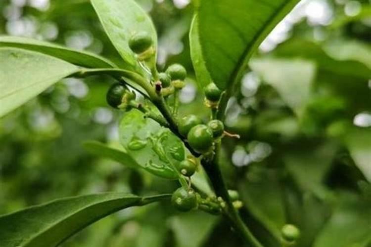 月季施什么肥最旺盛最好