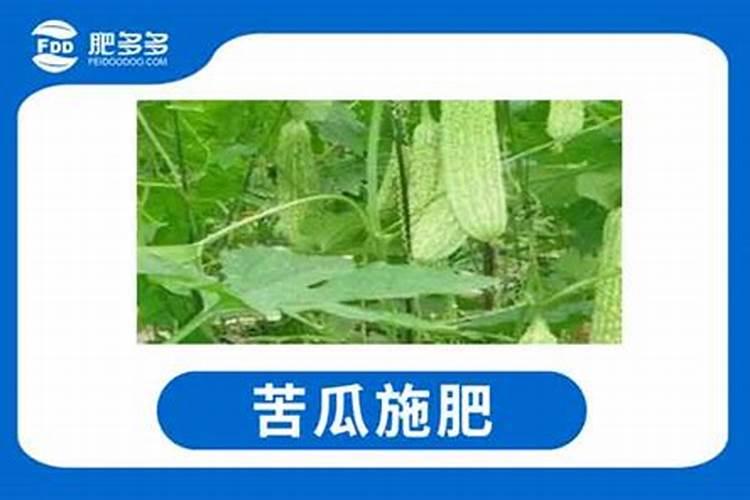 苦瓜施肥时间,施肥方法,施肥注意事项