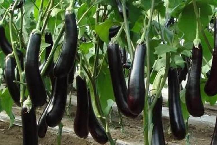 立秋后冷棚茄子用沾花吗？