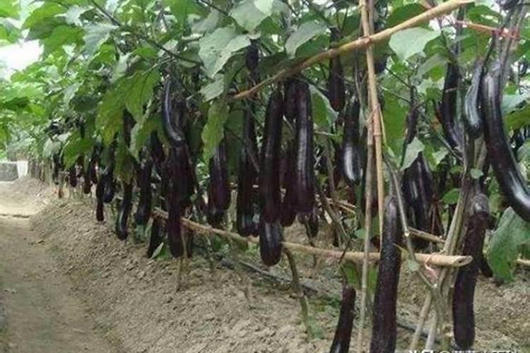 现在冷棚种植什么合适