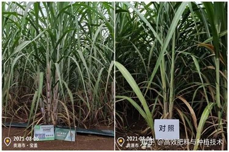 红豆杉怎么施肥