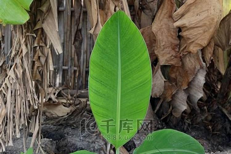 香蕉小苗如何施肥