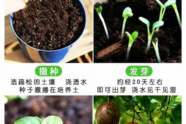 百香果开花时用什么肥更好？