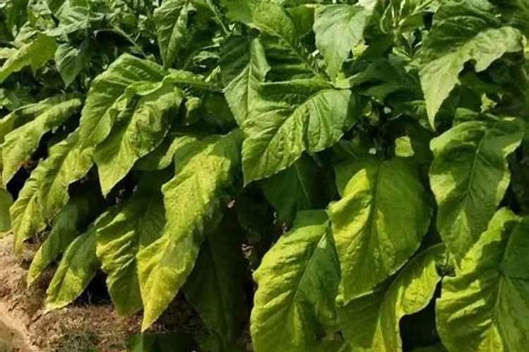 镁市场:下游需求不佳,镁价延续下行