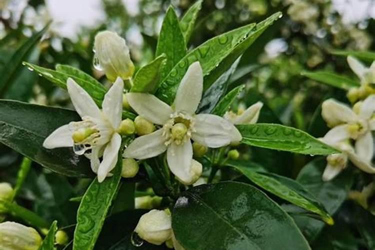 橘子树已有花骨朵儿了,这个时候用啥喷雾能给增加些更多的营养素？