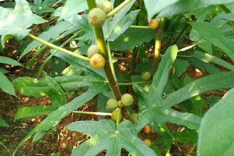 药店为啥不卖五指毛桃了？