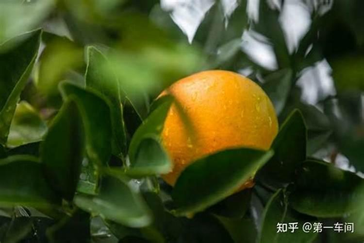 脐橙复合肥施肥方法