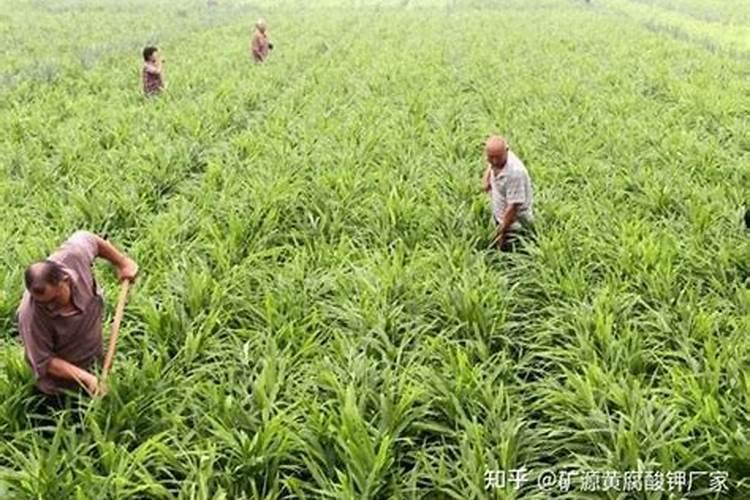 大姜需在什么时期施硼丶锌肥